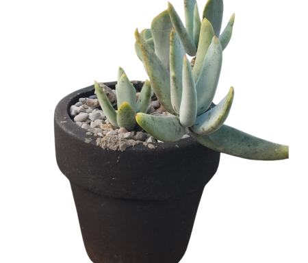 Small Planters